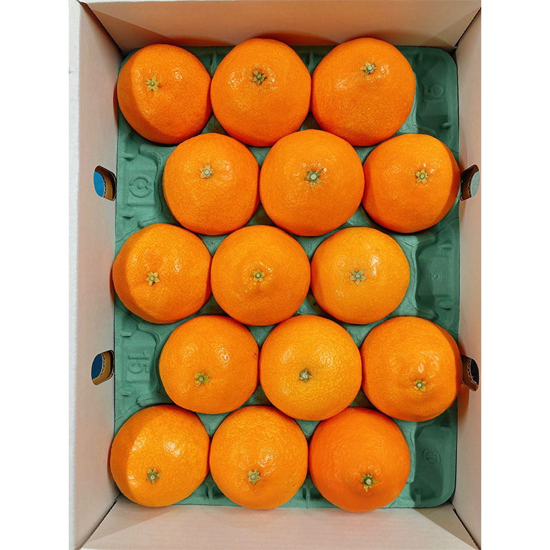 紅まどんな【JAえひめ中央】 青秀　L～2Lサイズ みかん ミカン 蜜柑 果物 くだもの フルーツ 高級 贈答 ギフト 贈り物 柑橘 柑橘類 かんきつ 愛媛果試第28号 愛果28号 常温 国産 愛媛 