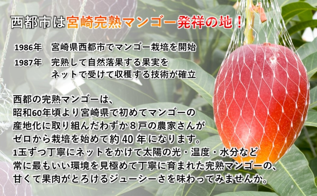 【4回定期便】2027年発送 西都市産完熟マンゴー2玉合計900g～1kg程度×4回【先行予約】宮崎完熟マンゴー＜1-12a＞