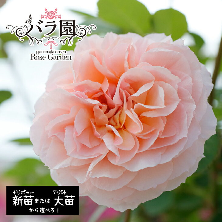 【ふるさと納税】花巻温泉バラ園 オリジナル品種「ミラクルローズ90」 ＜選べる！新苗（6～7月発送）or 大苗（3～10月発送）＞ 薔薇