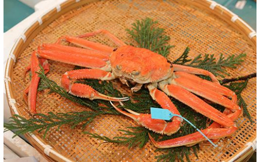 
            加能ガニ（中）　ボイル
          