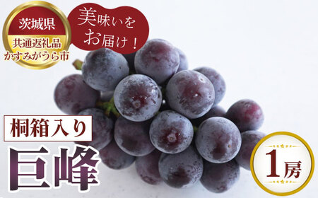 【先行予約】お中元　巨峰　桐箱入り1房【茨城県共通返礼品 かすみがうら市】 No.593