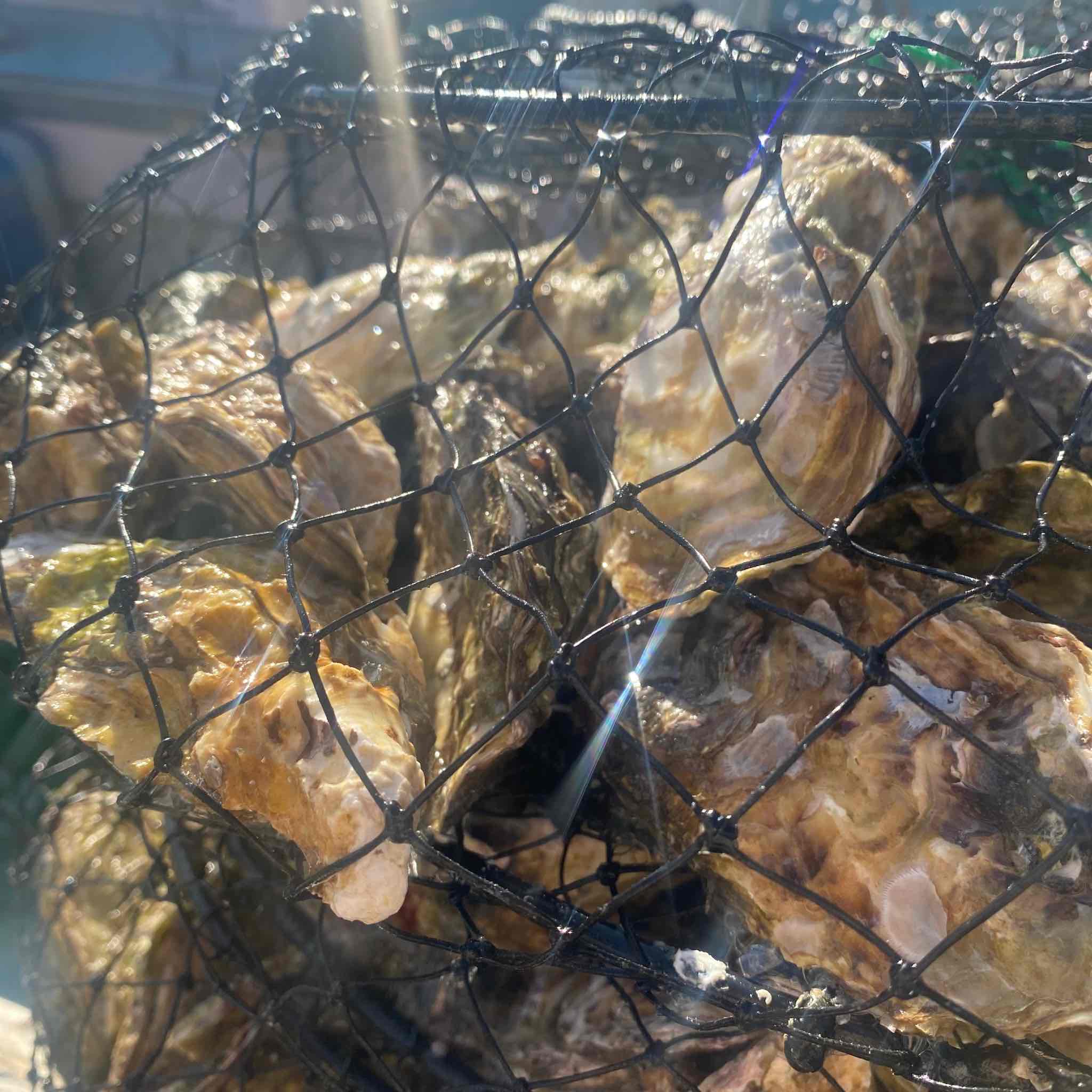 （冷蔵） 牡蠣 かき M サイズ 36個 空コース 加熱用 濃厚 新鮮 シェルファームみつなが セル牡蠣 真牡蠣 生牡蠣 生カキ まがき カキ 鍋 牡蠣鍋 カキフライ 牡蠣フライ  BBQ 養殖 伊勢