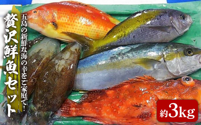 
            贅沢鮮魚セット 3kg（エラ・内臓処理済） 冷蔵 鮮魚 魚介 刺身 五島市 / 五島FF [PBJ006]
          