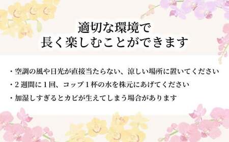 胡蝶蘭 白 3本立て | 祝花 プレゼント 国分寺洋蘭園