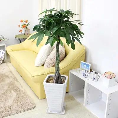 【観葉植物】パキラ 8号 ホワイト陶器鉢 G 高さ:約1m～1.3m内外(鉢底より)【観葉植物 インテリア 部屋 おしゃれ 福岡県 筑前町 送料無料 AG011】