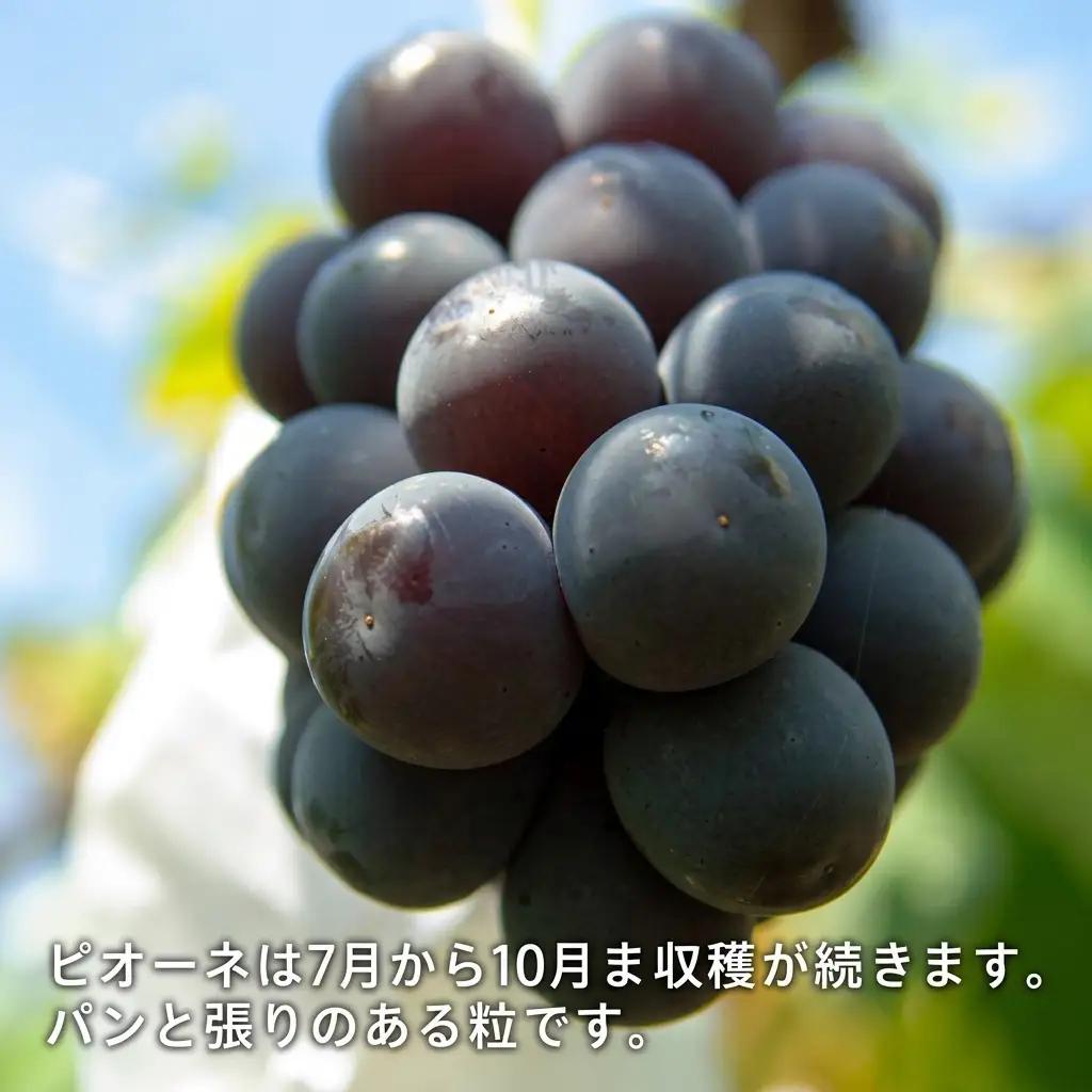 ぶどう 2026年 先行予約 果物 詰合せ シャイン マスカット 1房 ニュー ピオーネ 1房 合計約1.0kg 岡山県産 シャインマスカット ピオーネ