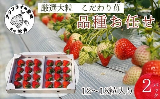 
            厳選大粒　こだわり苺 品種お任せ12～18粒×2パック( いちご 苺 イチゴ 大粒 紅ほっぺ かおり野 さがほのか 恋みのり 果物 フルーツ フルーツサンド ケーキ )【B6-031】
          