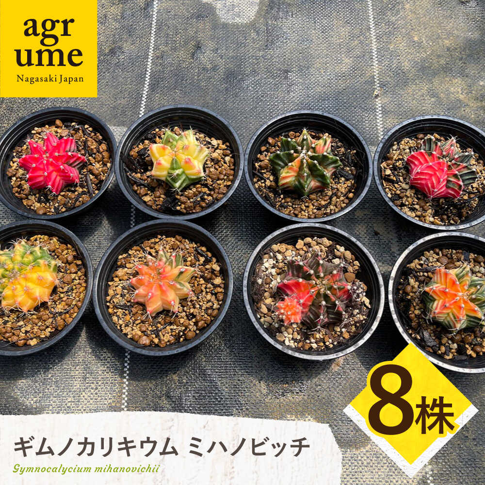 【ふるさと納税】ギムノカリキウム ミハノビッチ 8株 Gymnocalycium mihanovichii 長与町/アグリューム[EAI225]