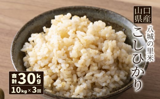 【先行予約】【定期便 3ヶ月】こしひかり 玄米 10kg 計30kg