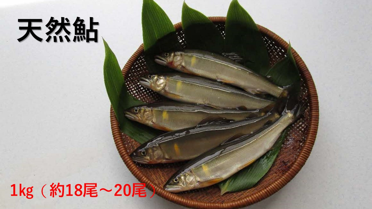 
            【先行予約】八戸川 天然鮎（1kg）＜2025年6月10日よりお届け＞ 先行予約 魚 川魚 あゆ 天然 【192_2002】
          