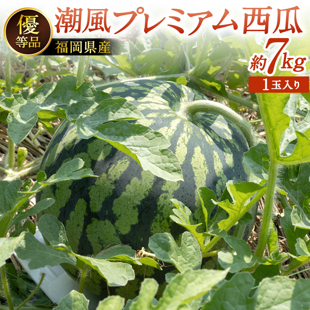 【ふるさと納税】福岡県北九州市若松産 【優等品】 潮風プレミアム西瓜 約7kg(1玉入り) すいか 果物 フルーツ 野菜 くだもの 旬 季節 新鮮 夏 高品質 西瓜 予約 国産 福岡県 九州 【2026年7月下旬～8月上旬発送予定】