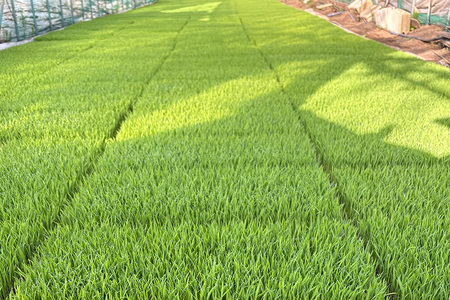 【令和7年度産】 松本さんちのお米10kg