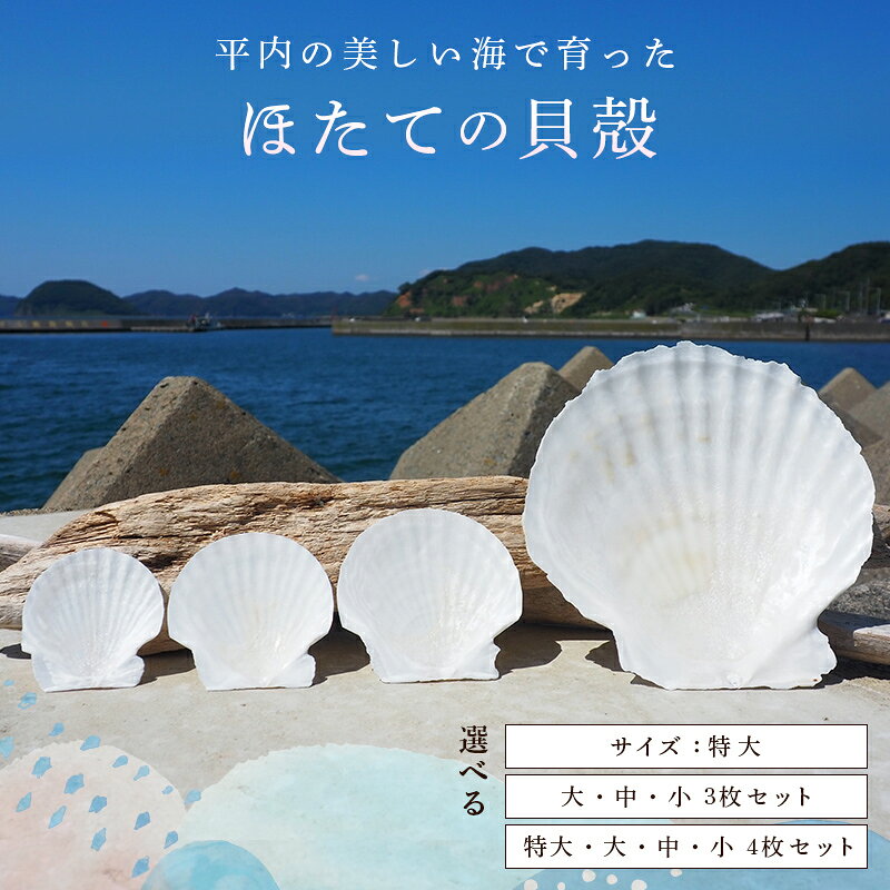 【ふるさと納税】 ≪選べるサイズと枚数≫ ほたての貝殻 特大／（大・中・小）3枚セット／（特大・大・中・小）4枚セット【ひらない暮らし北限椿舎】 ホタテ 貝殻 サイズ 殻 インテリア 食器 皿 グラタン皿 アウトドア キャンプ 工作 材料 青森県 平内町 F21J-369var
