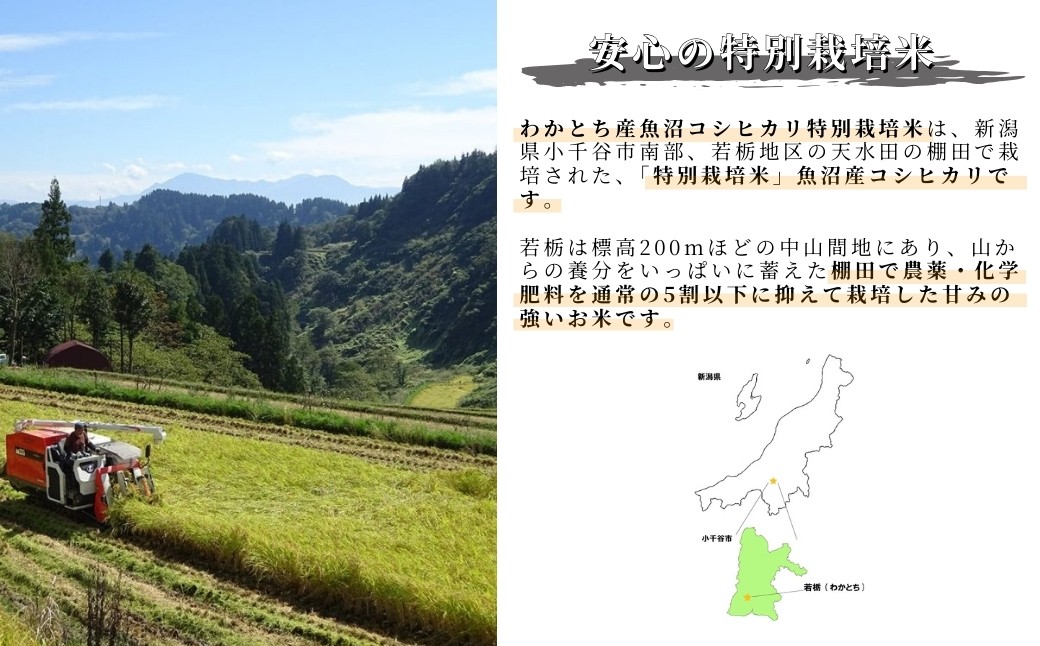 稲刈りの様子