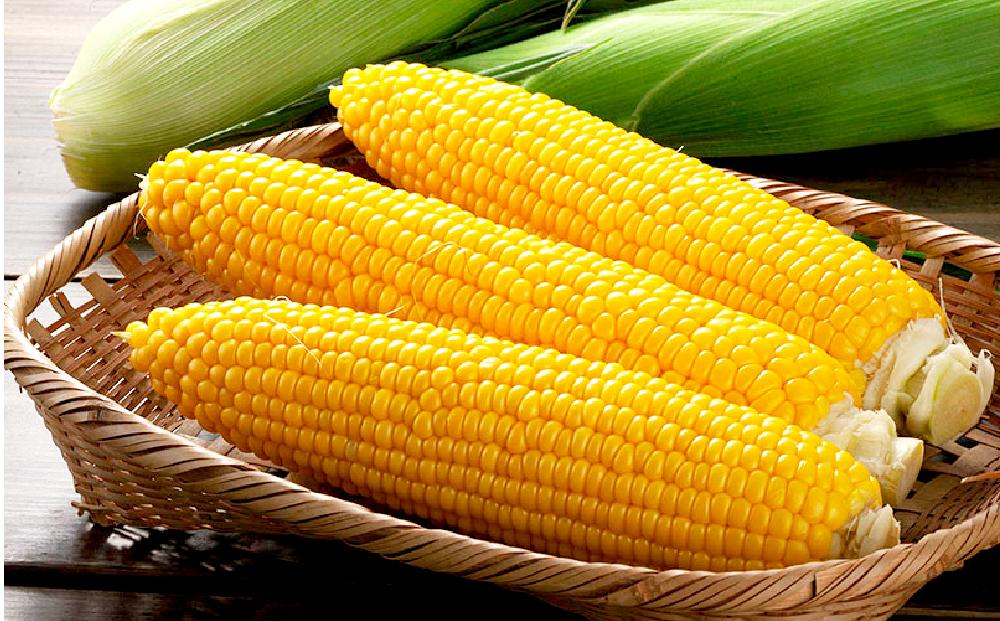 【先行予約】朝採りとうもろこしMIX10本 4.5kg あさひやま動物園 白くまコーンとライオンコーンのミックス（2024年8月中旬より発送予定）_02157