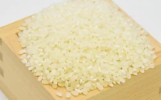 【 数量限定 ・ 訳あり 】令和7年産 コシヒカリ（ 10kg ）