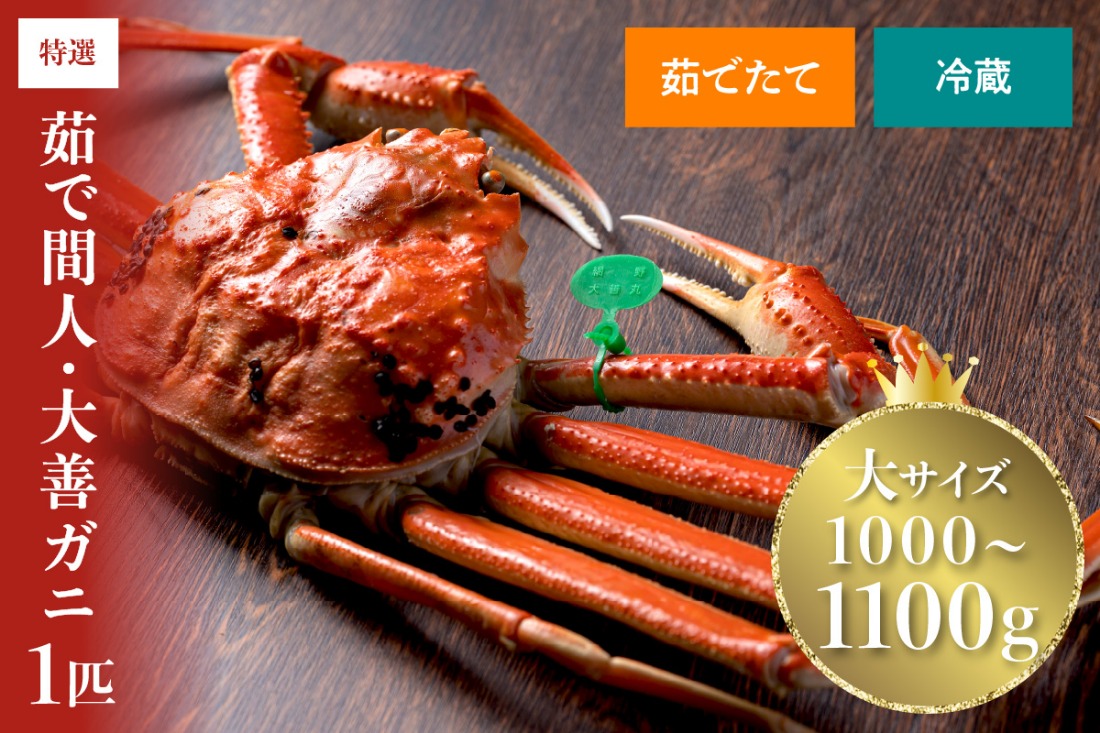 【蟹の匠 魚政】京丹後市産 未冷凍 茹で間人ガニ大善ガニ 特撰 大サイズ（1000～1100g） 1匹(2026年1月～発送)　UO01395