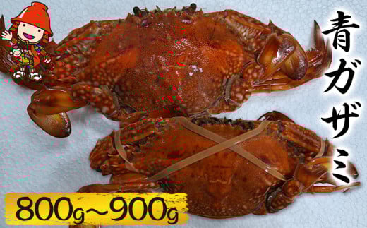 【期間・数量限定】大分県中津産 青ガザミ (800g～900g) 塩ゆで 冷凍 蟹 カニ 青ガニ ワタリガニ カニ味噌 みそ汁 大分県産 九州産 中津市 国産