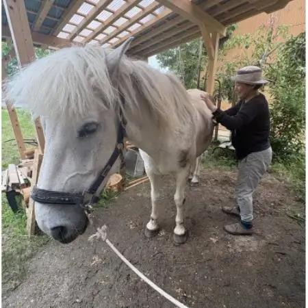 馬の暮らし体験(ホースセラピー)馬と触れあい乗ってみる 2時間コース 1名様【京都府与謝野町】【1758579】