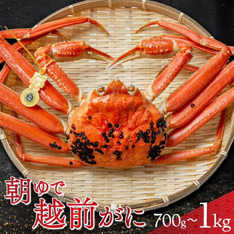 【ふるさと納税】【先行予約/11月7日より順次発送】【容量が選べる】朝ゆで越前がに1杯（700g / 800g / 1kg）｜ かに 蟹 カニ ズワイガニ オス 雄 1杯 ずわいがに ずわい蟹 国産 福井 送料無料 【配送不可地域：北海道・沖縄・離島】 [BFAA002]