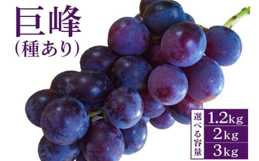 
            【 2025年 先行予約 】 巨峰 1.2kg 2kg 3kg ( 種あり ) 選べる 開田ぶどう園 3房 ～ 4房 5房 ～ 7房 7房 ～ 10房 ぶどう ブドウ 国産 果物 くだもの 葡萄 フルーツ 1.2キロ 1kg 以上 8月 下旬 9月 発送 夏 秋 旬 品種 茨城県産 産地直送 産直 農家直送 冷蔵 茨城県 石岡市 (A01-001)
          