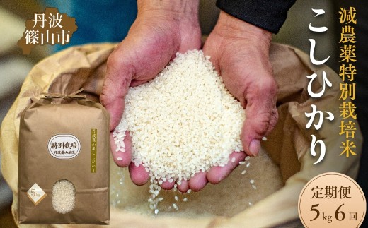 【定期便6回】令和7年産 丹波篠山市 コシヒカリ 特別栽培米 5kg×6回 低温貯蔵 香り豊か 旨み抜群 お米 こめ コメ 兵庫県
