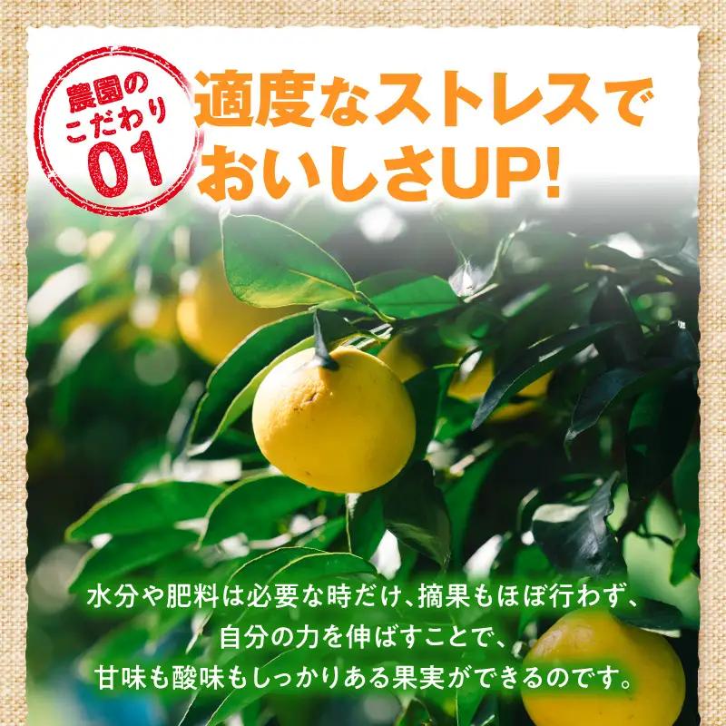 日向夏ストレートジュース100％(500ml×3本セット) 日向夏 ジュース 柑橘
