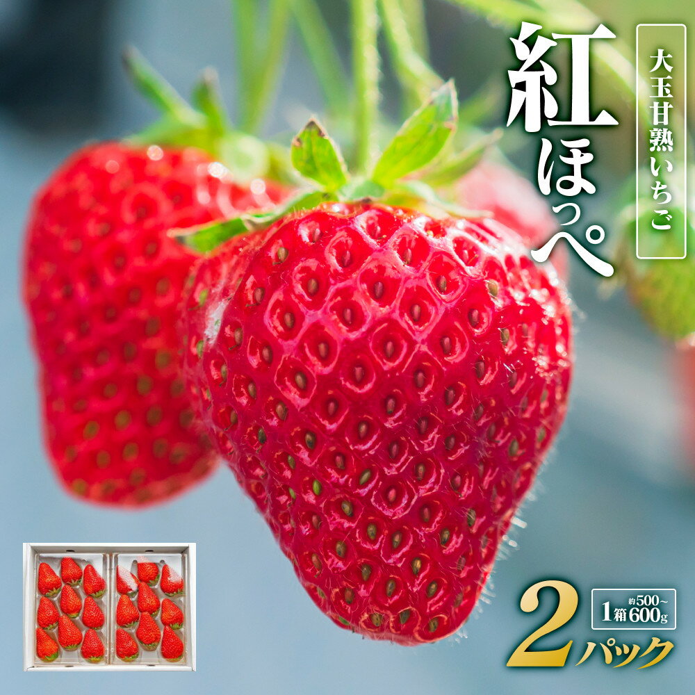 【ふるさと納税】大玉甘熟いちご『紅ほっぺ』 2パック×1箱 ※2026年1月中旬頃～2026年3月下旬頃に順次発送予定 | いちご 苺 フルーツ 果物 新鮮 甘い おすすめ 人気 プレミアム 鳥取県 北栄町
