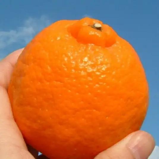 ポンカン 約5kg/サイズおまかせ　※2027年1月下旬～2027年2月下旬頃に順次発送予定(お届け日指定不可)　紀伊国屋文左衛門本舗　【ntbt451B】