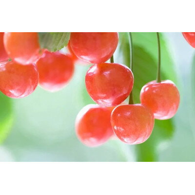 【ふるさと納税】【2026年発送】フルーツ王国　信州中野産　さくらんぼ　紅秀峰　約400g(約200g×2パック)【配送不可地域：離島】【1569918】