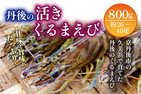 車海老／生きたまま直送！丹後の活きくるまえび 800g（26～40尾）（11月発送）活 車海老をご自宅に！車海老 刺身 大きめ 生 車海老 生食用