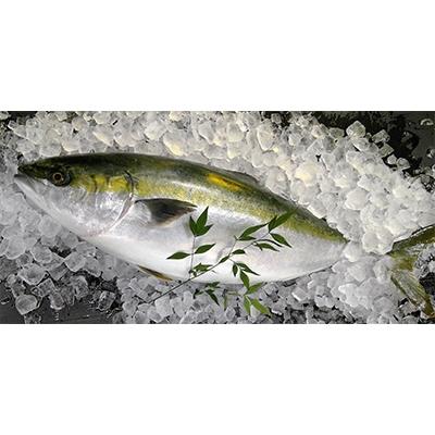 ふるさと納税 須崎市 黒潮の恵み　高知県産　脂ののったブリ　2節セット【約10〜12人前】　薬味付き!