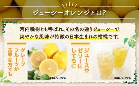 先行予約 ジューシーオレンジ 約10kg（20玉前後） 2026年4月上旬～2026年5月下旬頃発送予定