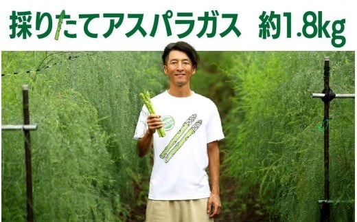 
                  【8月中旬ごろ～発送予定】夏  採りたて アスパラガス　約1.8kg アスパラ 野菜 季節の野菜 石井建一 岩手県 北上市 D0432 
                