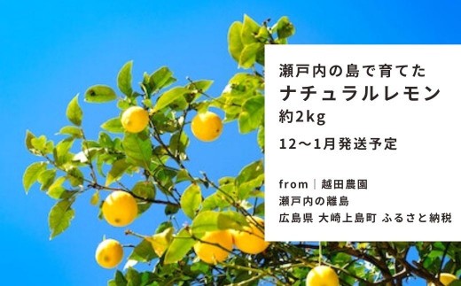 瀬戸内レモン  約2kg  【 2026/12月 ～2027/1月発送 先行予約 】 ワックス 防腐剤不使用 国産 柑橘 露地栽培