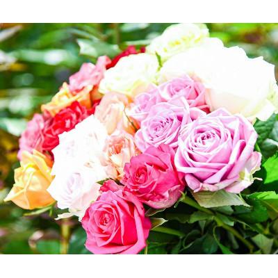 ふるさと納税 寒河江市 【色おまかせ3色以上】薔薇の花 20本×長さ60cm (切り花延命剤付属)※ 配送不可 沖縄・離島