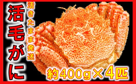 【令和8年発送】【期間限定2026年3月〜4月発送】三陸産 三陸活毛ガニ 400g×4杯(匹)【配送日指定不可】【05】　