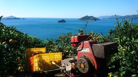 【先行受付】【数量限定】【家庭用】せとか（生果）5kg（2026年2月頃より順次発送） 【ふるさと納税 人気 おすすめ ランキング 柑橘 みかん ミカン せとか 蜜柑 果物 生果 フルーツ 家庭用 Y