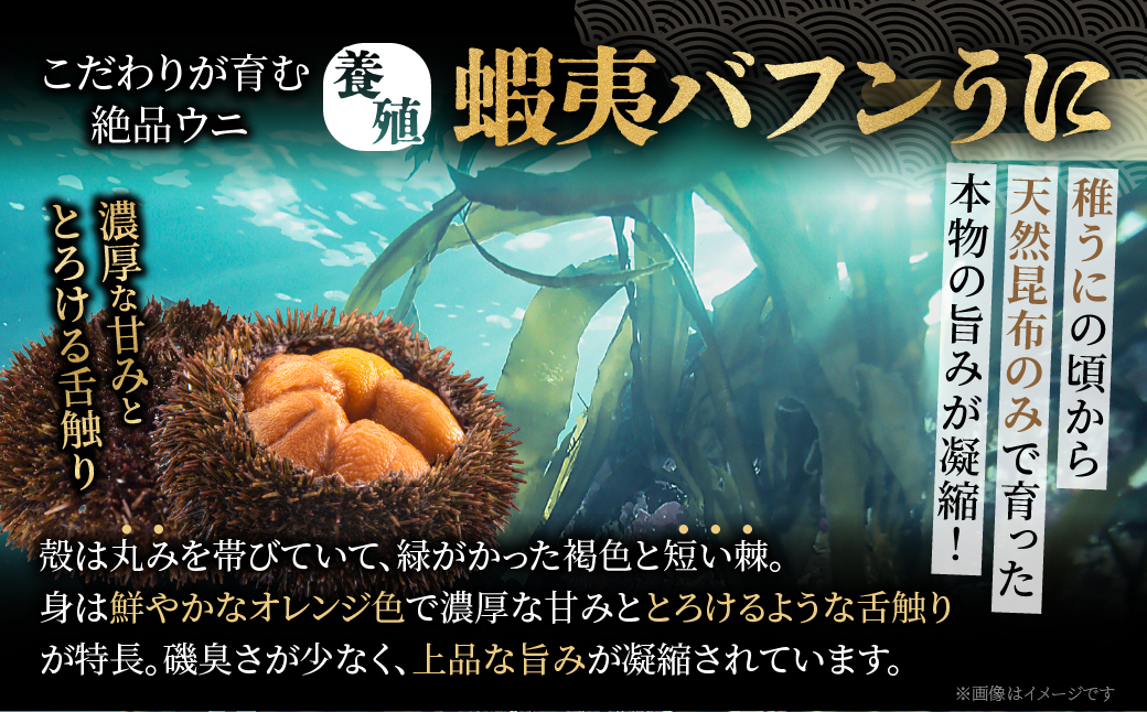 ≪浜中養殖≫蝦夷バフンウニ(300g)折箱入り　300g×一折り_H0038-106