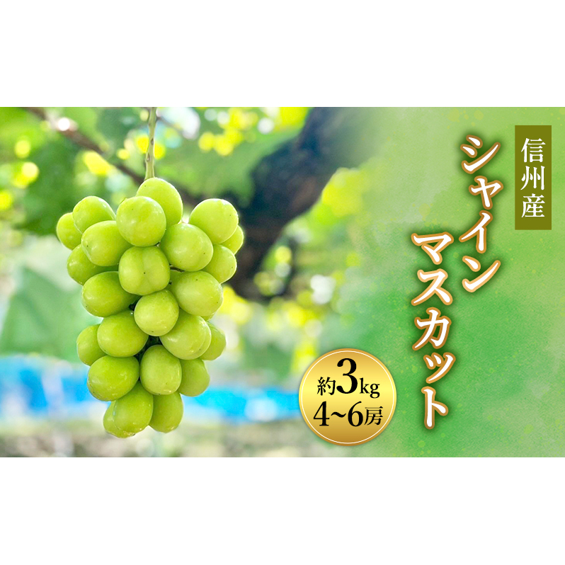 ぶどう 信州産シャインマスカット約3kg（4～6房）2025年発送 葡萄 ブドウ フルーツ 果物 シャイン マスカット デザート おやつ 信州 長野
