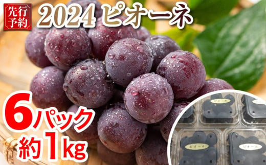 【先行予約】2024 P ピオーネ　粒採り6パック　中粒小粒　約1キロ　【9月中旬頃～順次発送予定】　長野県産　国際特許有機肥料栽培