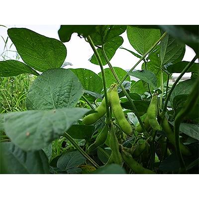 ふるさと納税 藍住町 徳島県藍住町　あんちゃんふぁーむの季節の新鮮野菜セット(5品目以上) |  | 02