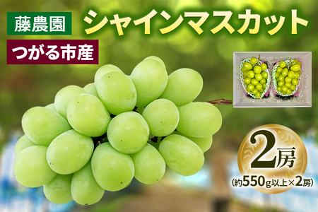 シャインマスカット 2房 (約550g以上×2房)糖度18度以上｜つがる市産 種なし ぶどう フルーツ 果物 贈答 青森 つがる市 藤農園 2026年産 令和8年農福連携 [0965]