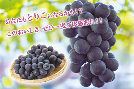 【先行予約】ぶどう 約1kg 旬の品種(巨峰 または 藤稔 または ブラックビート または ピオーネ) フルーツ 果物 新鮮 《8月上旬-9月上旬頃出荷》目野果実直売所 熊本県 荒尾市産