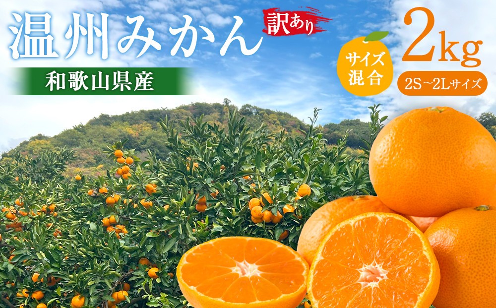 
                  訳あり 温州みかん 約2kg 2S～2Lサイズ混合［2026年11月より順次発送予定］
                