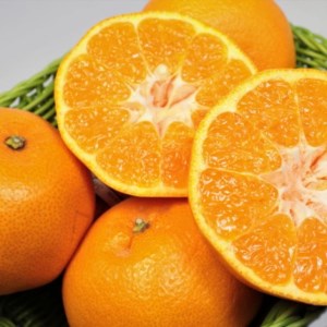 【厳選・濃厚】紀州有田産のはるみ約5kg（Lサイズ）｜柑橘 果物 フルーツ 産地直送 大きい ※2025年1月下旬～2月中旬頃に順次発送予定