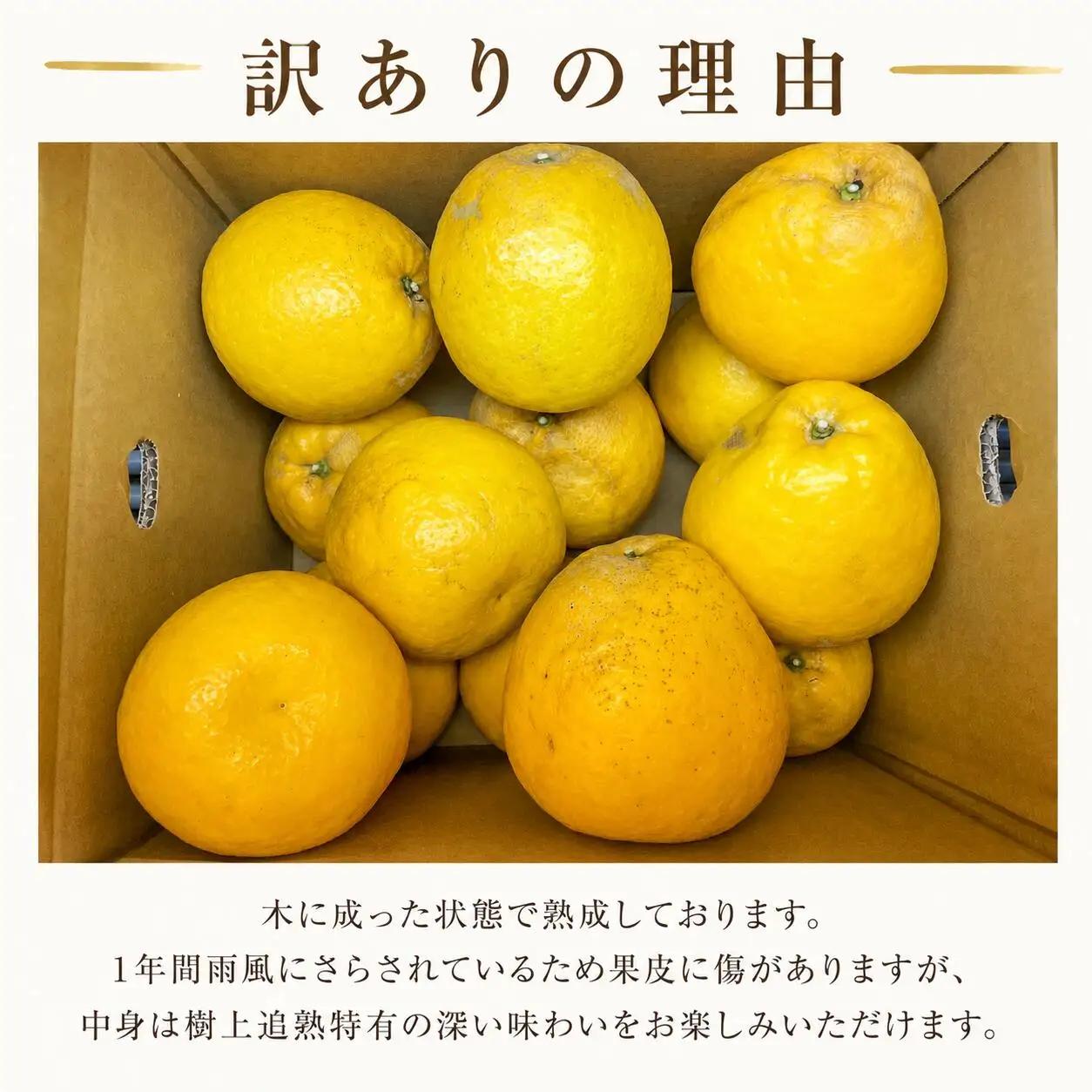 木成り 追熟 訳あり 愛南ゴールド 9kg+傷み保証分1kg 合計約10kg 柑橘 フルーツ 河内晩柑 果物 蜜柑 みかん くだもの mikan 家庭用 傷 不揃い 1年 サイズミックス かわち ばん