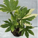 【ふるさと納税】日陰で育つ綺麗な白斑の葉 斑入りヤツデ