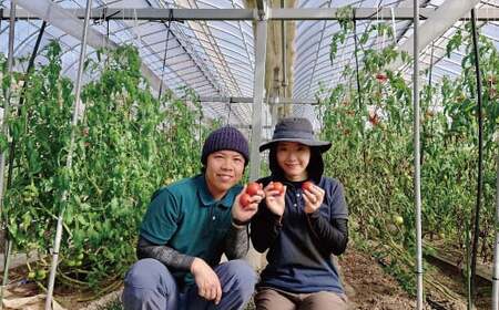≪2027年1月頃～発送≫ 織田トマト フルーツトマト 約1kg 高知 真っ赤なフルーツ太陽　＜毎年1月頃～５月頃まで発送＞