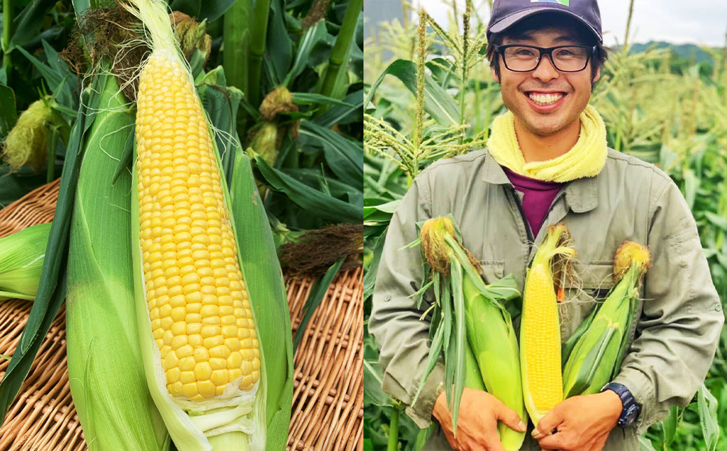 北海道産 とうもろこし 恵味 2Lサイズ 11本 約4kg 1箱